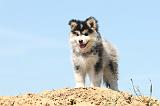 CHIEN FINNOIS DE LAPONIE 533